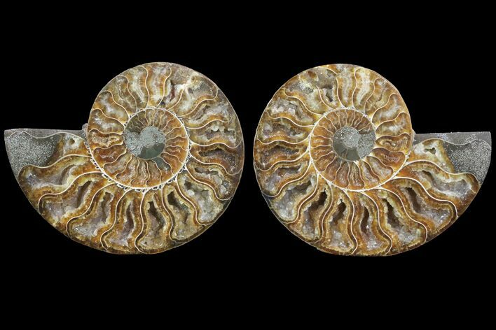 Cut & Polished Ammonite Fossil - Crystal Lined Chambers #78559